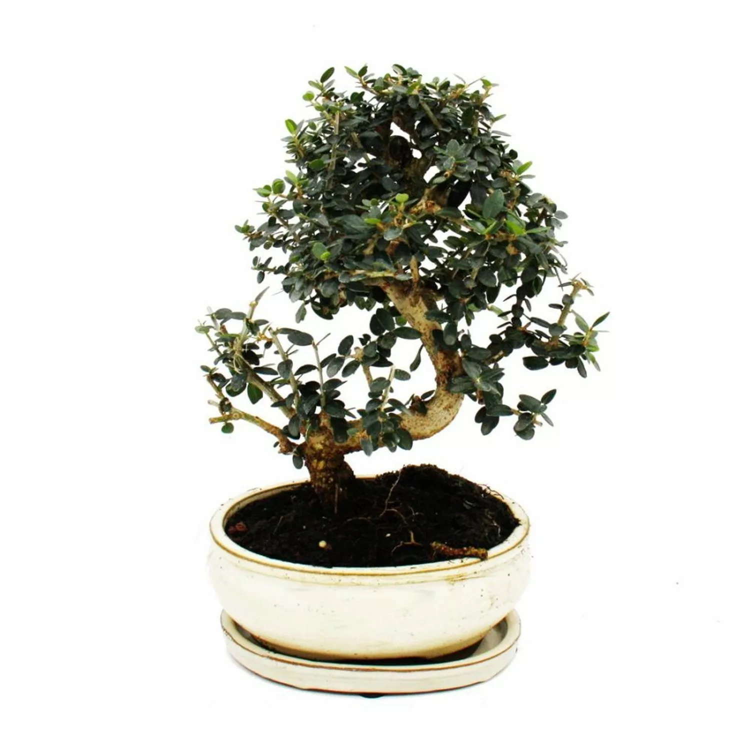 Exotenherz Bonsai Olivenbaum Olive Olea Europaea Sylvestris ca. 25-30cm Hoc günstig online kaufen