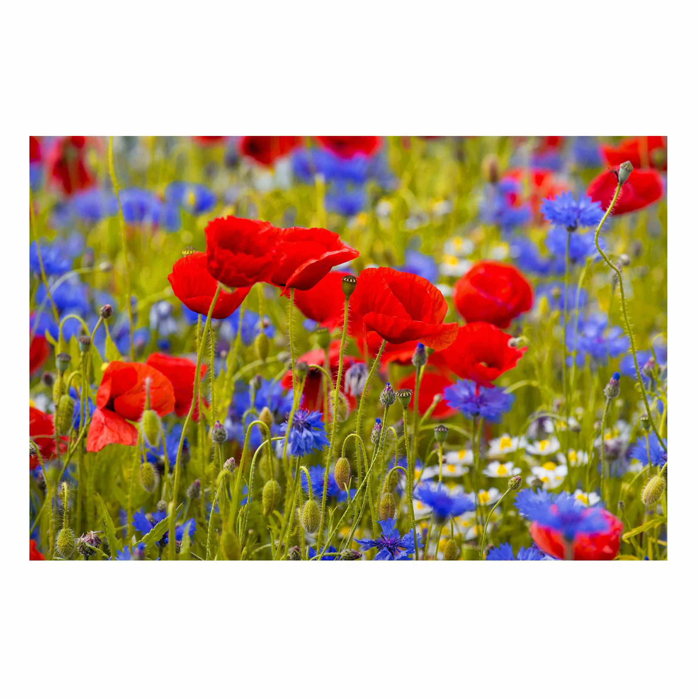 Magnettafel Blumen - Querformat 3:2 Sommerwiese mit Mohn und Kornblumen günstig online kaufen