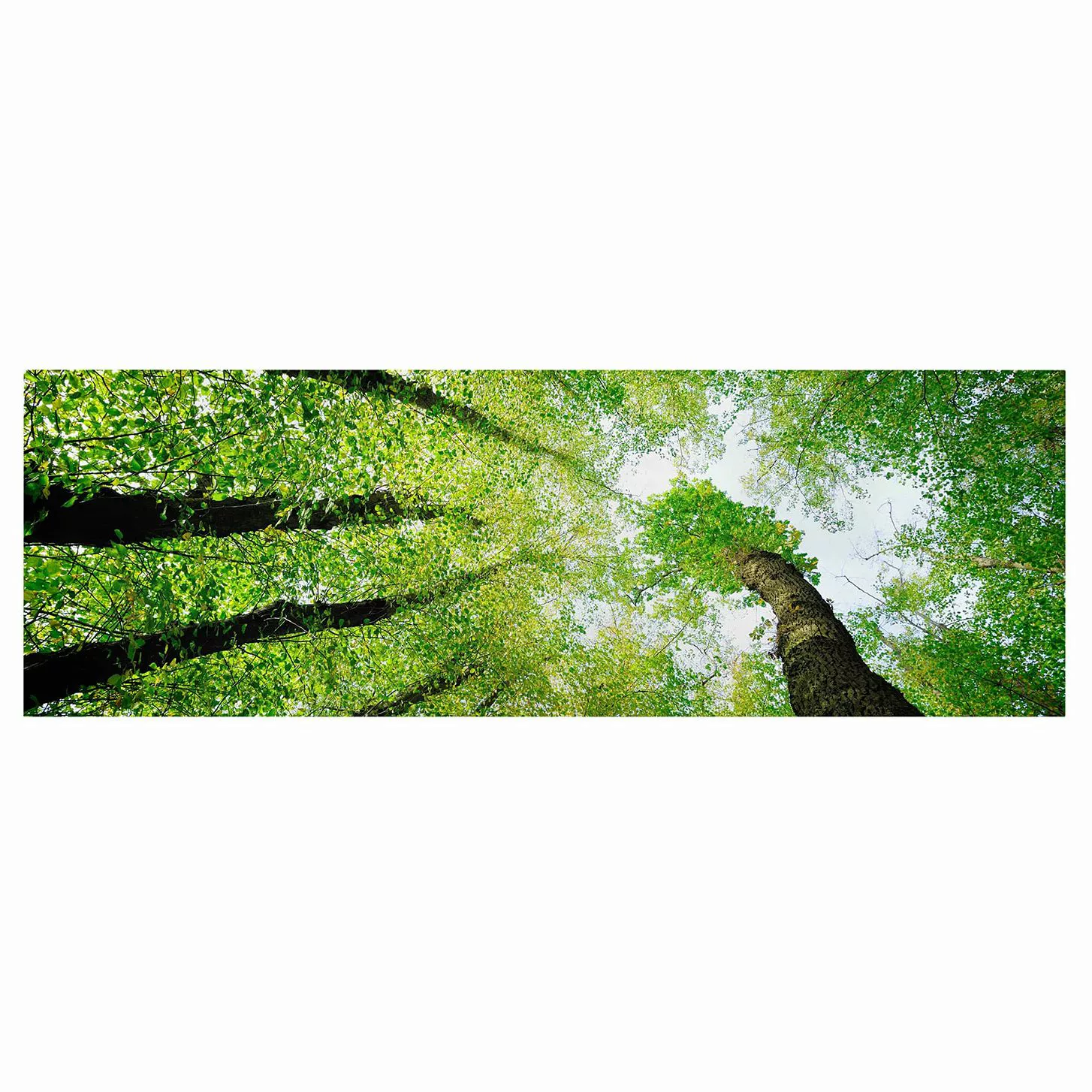 Leinwandbild Wald - Panorama Bäume des Lebens günstig online kaufen