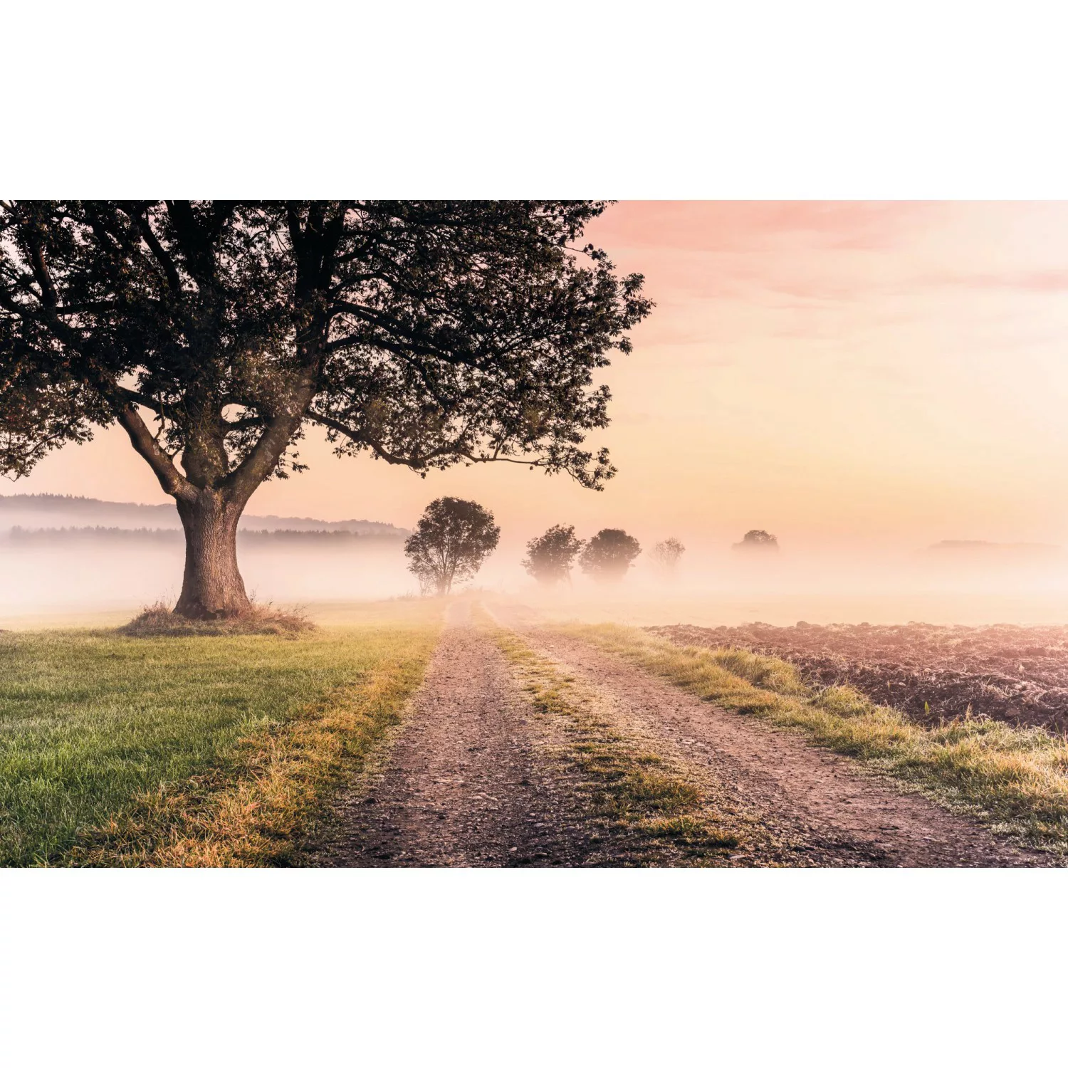 Komar Vliestapete »Misty Morning«, 400x250 cm (Breite x Höhe), Vliestapete, günstig online kaufen