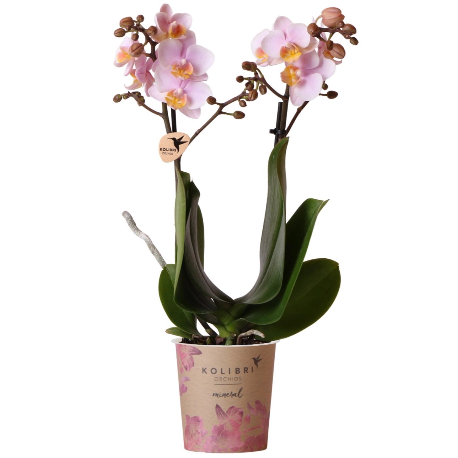 GROW by OBI Schmetterlingsorchidee Kolibri Rosa 35-40 cm Topf Ø 9cm Phalaen günstig online kaufen