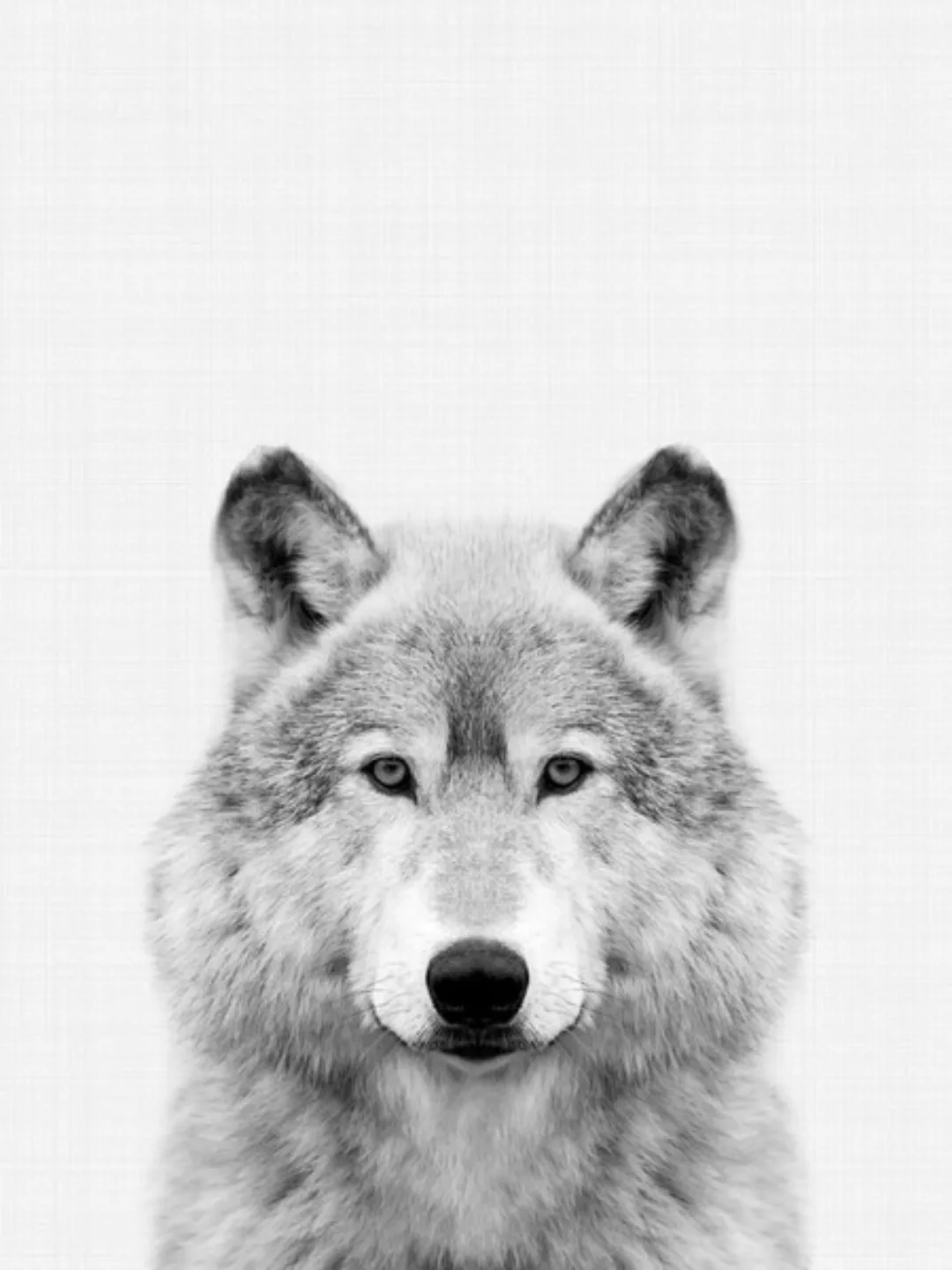 Poster / Leinwandbild - Wolf (Black And White) günstig online kaufen