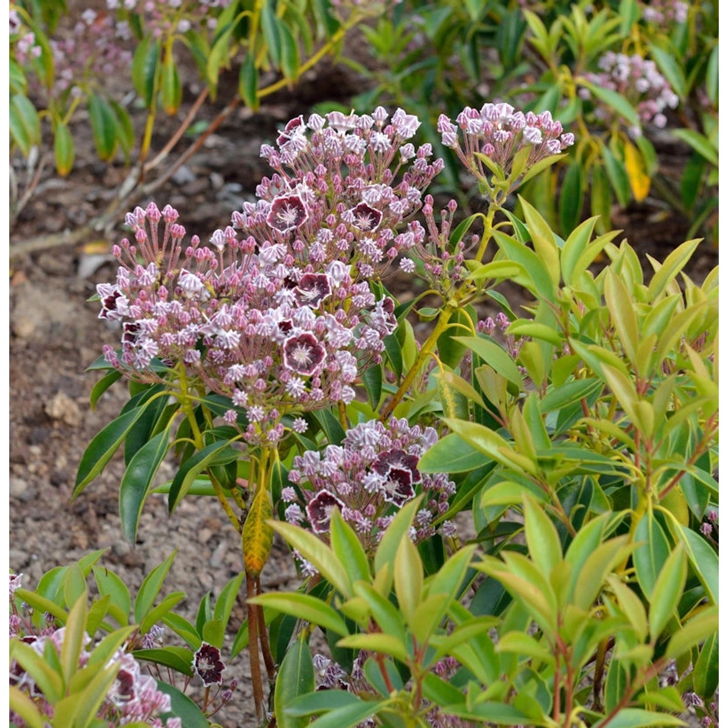 Großer Berglorbeer Tadeusz 40-50cm - Kalmia latifolia günstig online kaufen