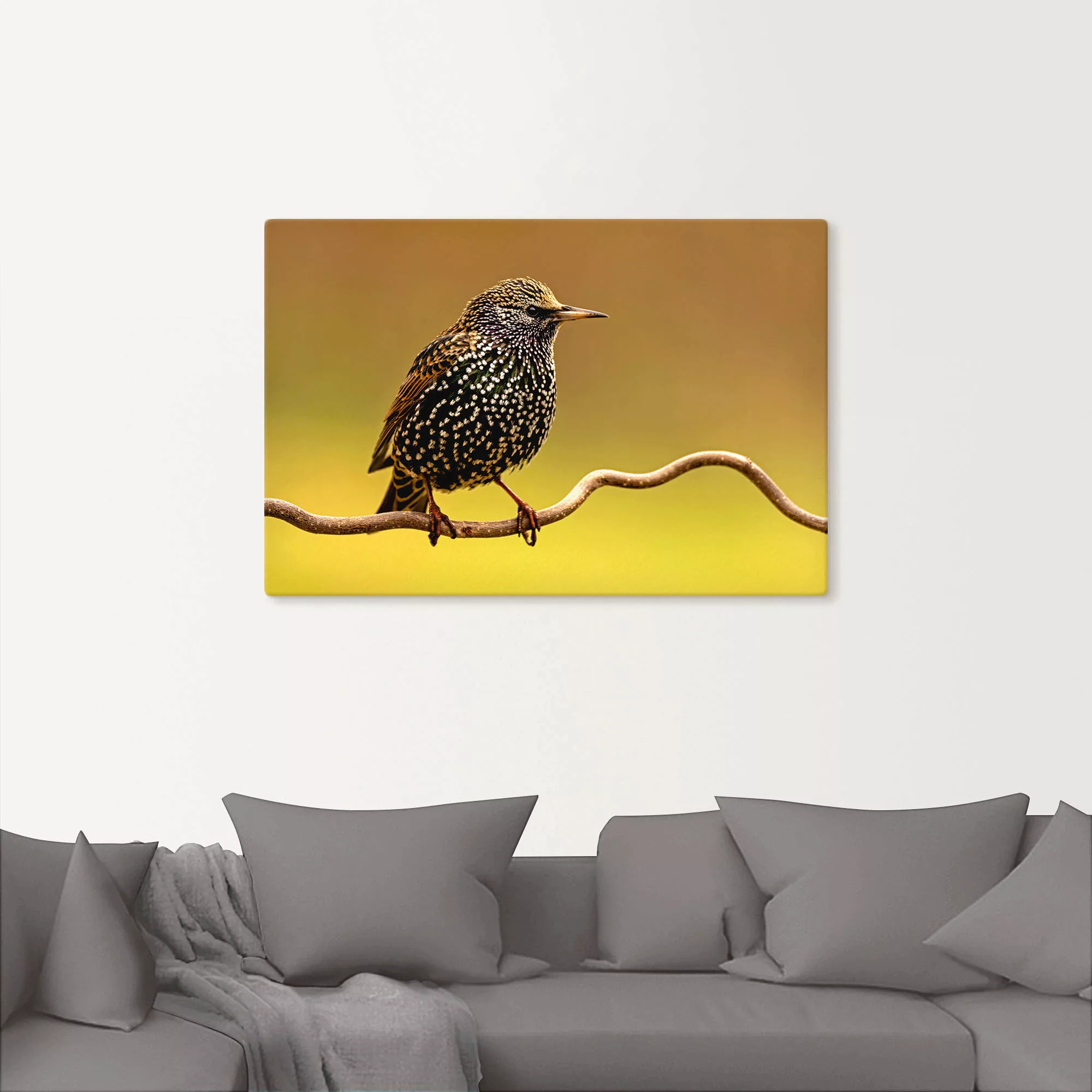 Artland Wandbild "Star", Vogelbilder, (1 St.), als Leinwandbild, Poster in günstig online kaufen