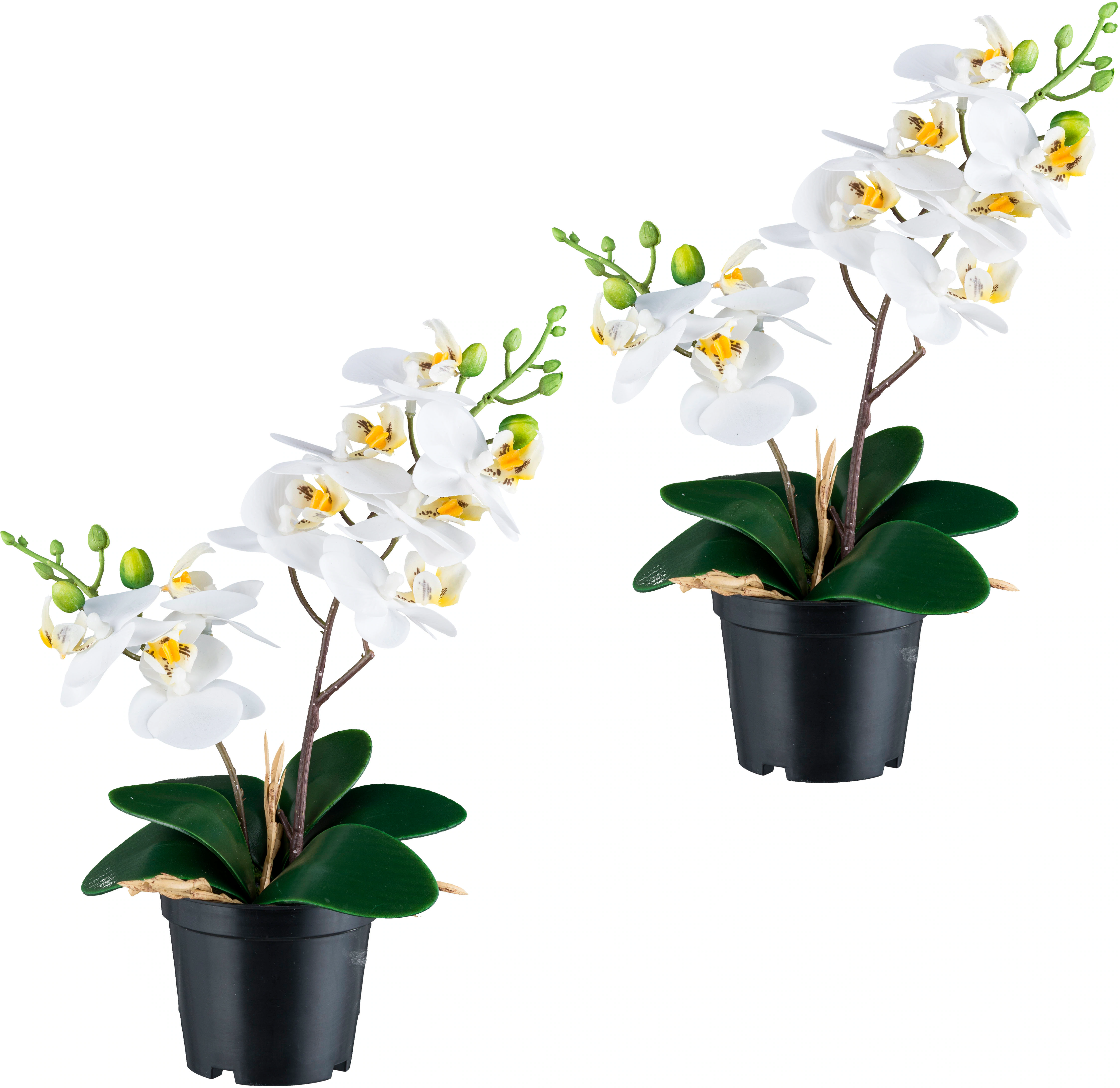 Creativ green Kunstorchidee "Orchidee Phalaenopsis", mit real-touch-Blüten günstig online kaufen