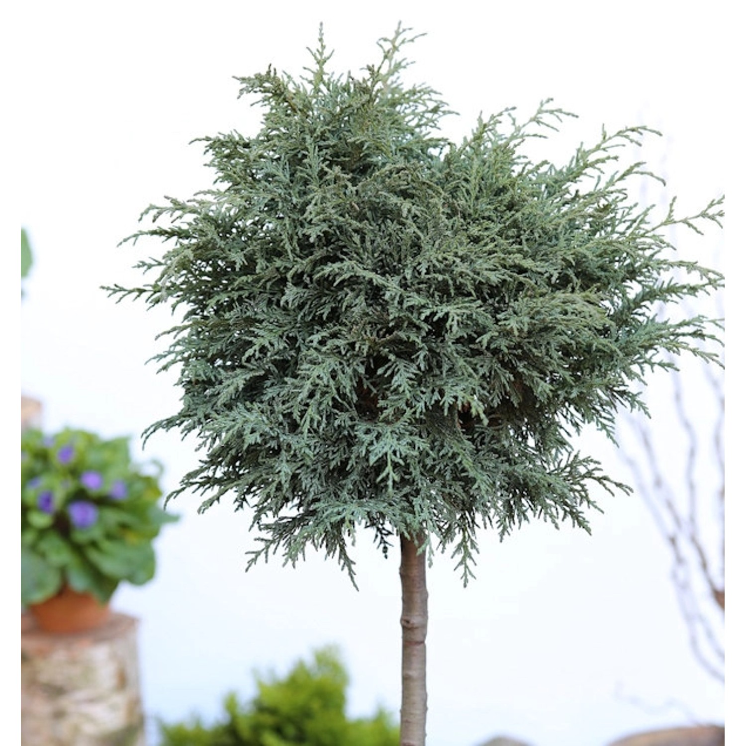 Hochstamm Kissenzypresse Caesia 40-60cm - Chamaecyparis lawsoniana günstig online kaufen