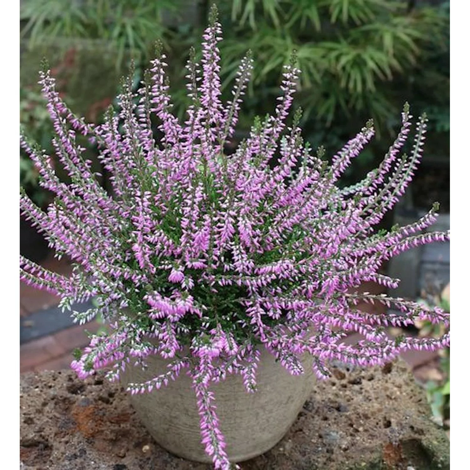 10x Besenheide Marleen - Calluna vulgaris günstig online kaufen
