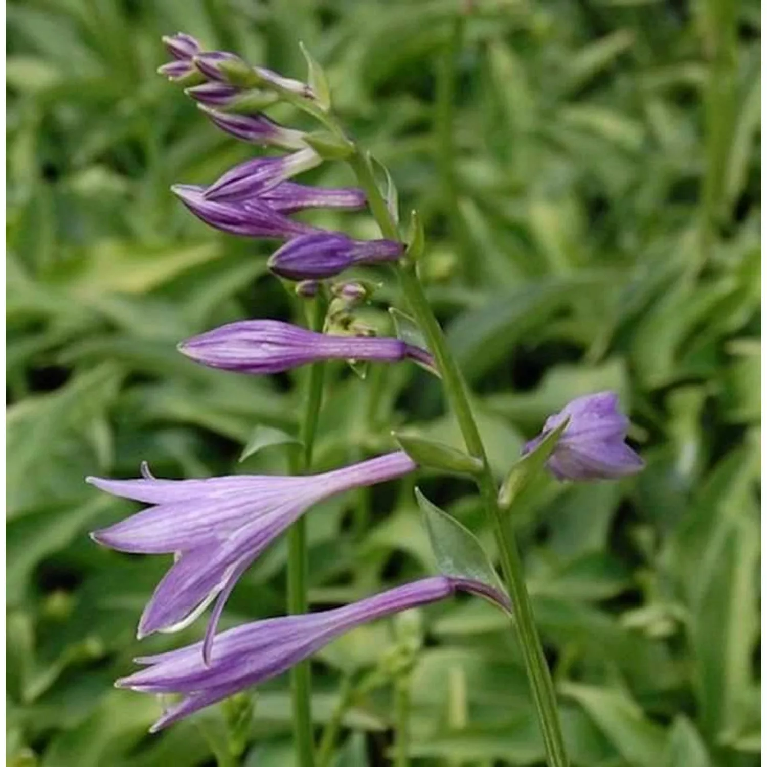 Kleinbleibende Herzblattlilie - Hosta venusta günstig online kaufen