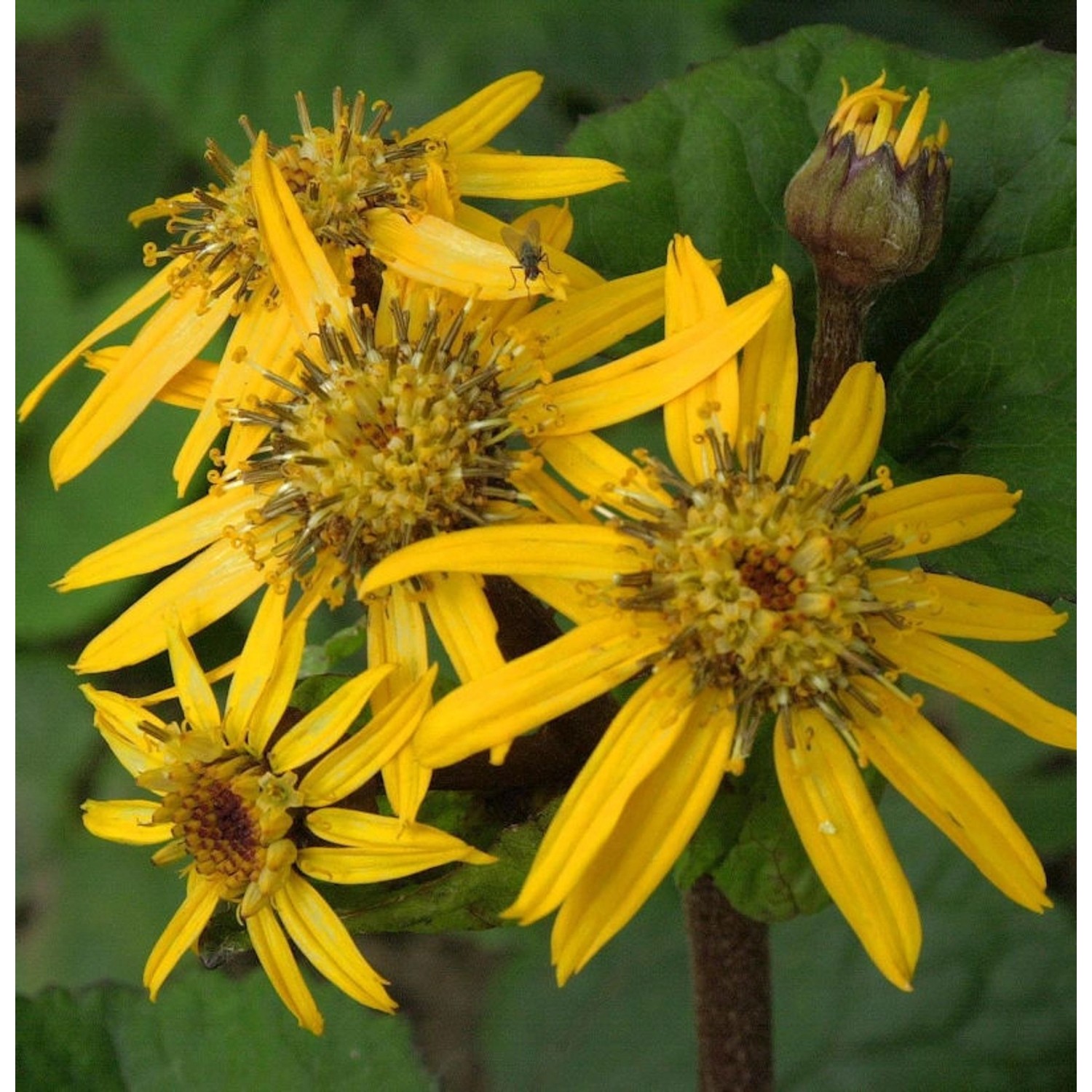 Greiskraut - Ligularia dentata günstig online kaufen