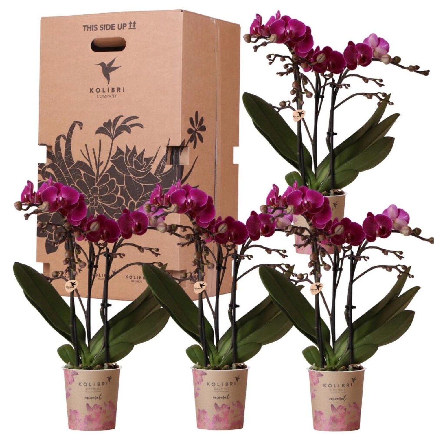 Kolibri Orchids Überraschungsbox Einfarbig Pflanzen Vorteilsbox mit 4 Versc günstig online kaufen