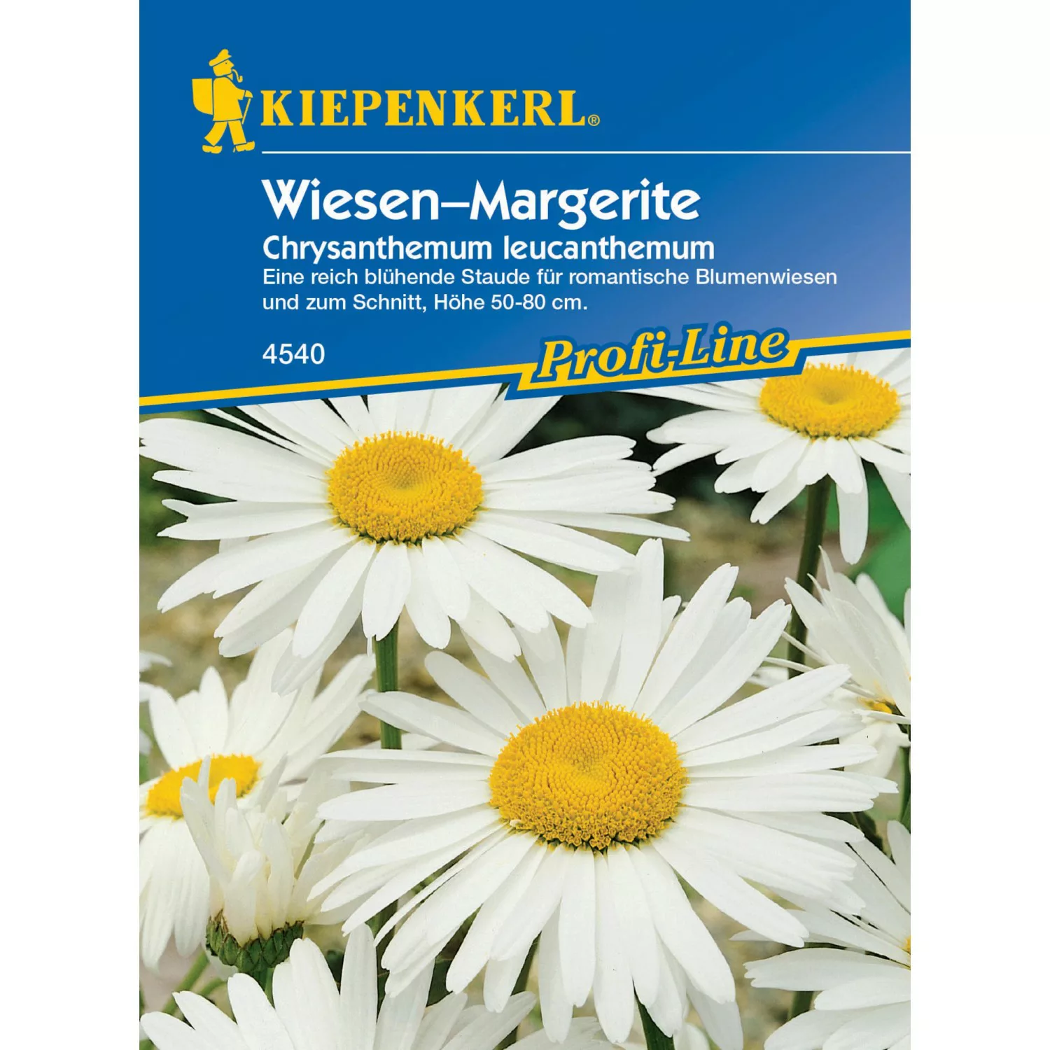 Kiepenkerl Wiesenmargerite Magerwiesen-Margerite Leucanthemum vulgare günstig online kaufen