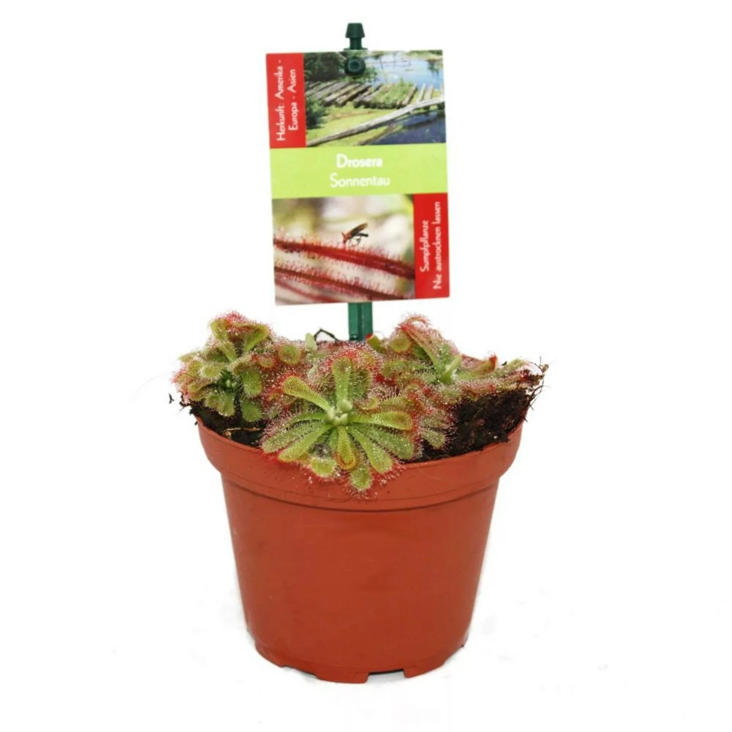 Exotenherz Sonnentau Drosera Alicae 9cm Topf günstig online kaufen