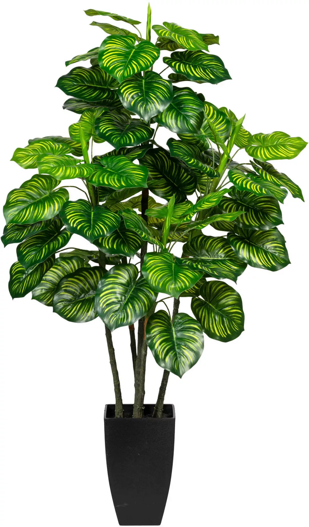Creativ green Künstliche Zimmerpflanze »Maranta« günstig online kaufen