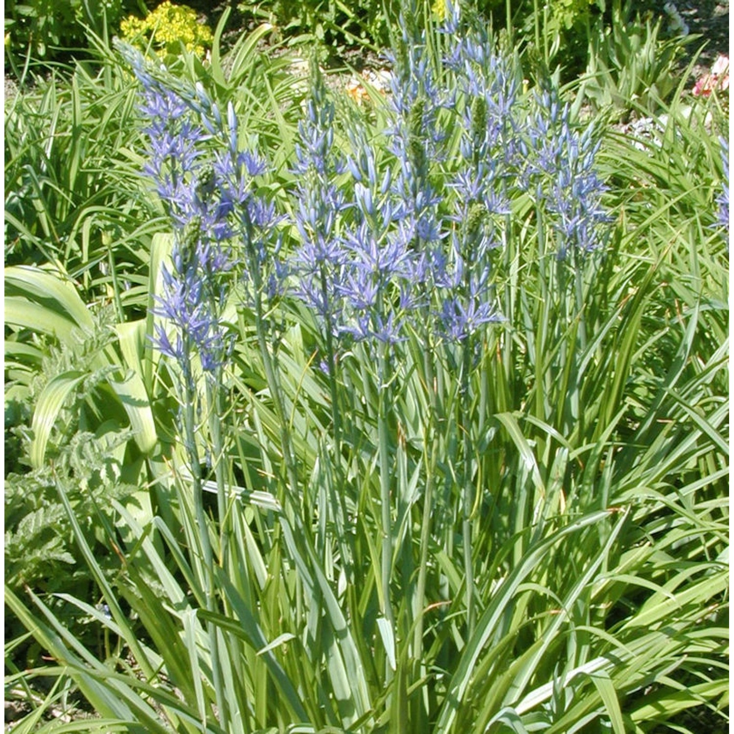 Präriekerze Caerulea - Camassia leichtlinii günstig online kaufen