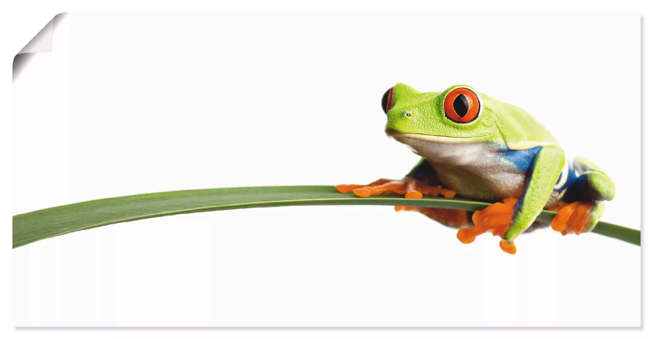 Artland Wandbild »Frosch auf einem Blatt«, Wassertiere, (1 St.), als Alubil günstig online kaufen