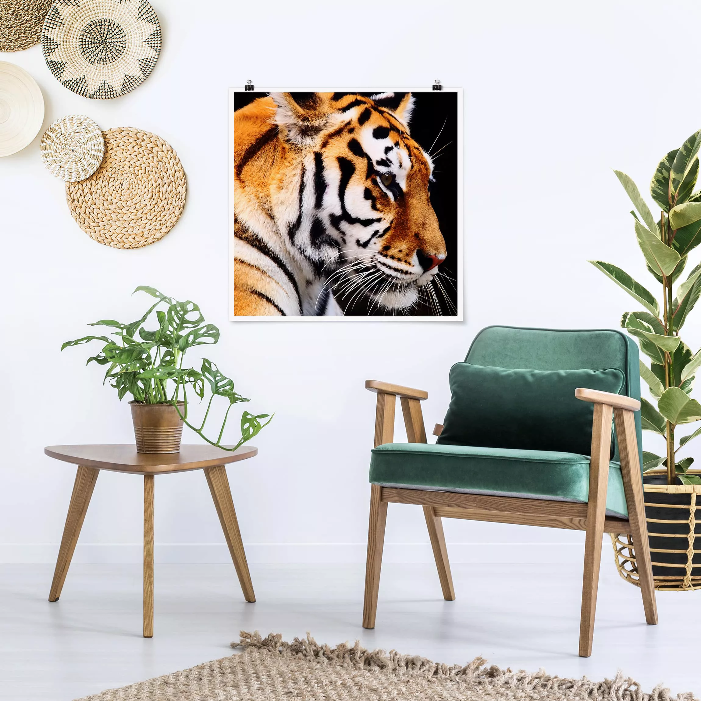 Poster Tiere - Quadrat Tiger Schönheit günstig online kaufen
