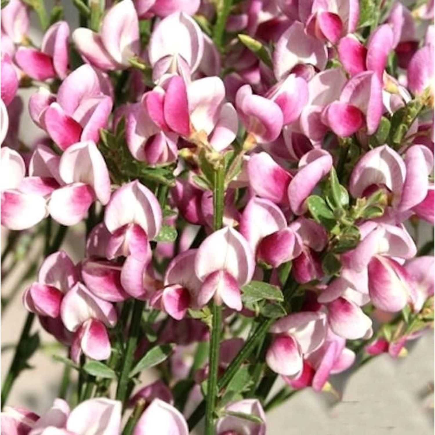 Schmuckginster Mrs Norman Henry 60-80cm - Cytisus scoparius günstig online kaufen