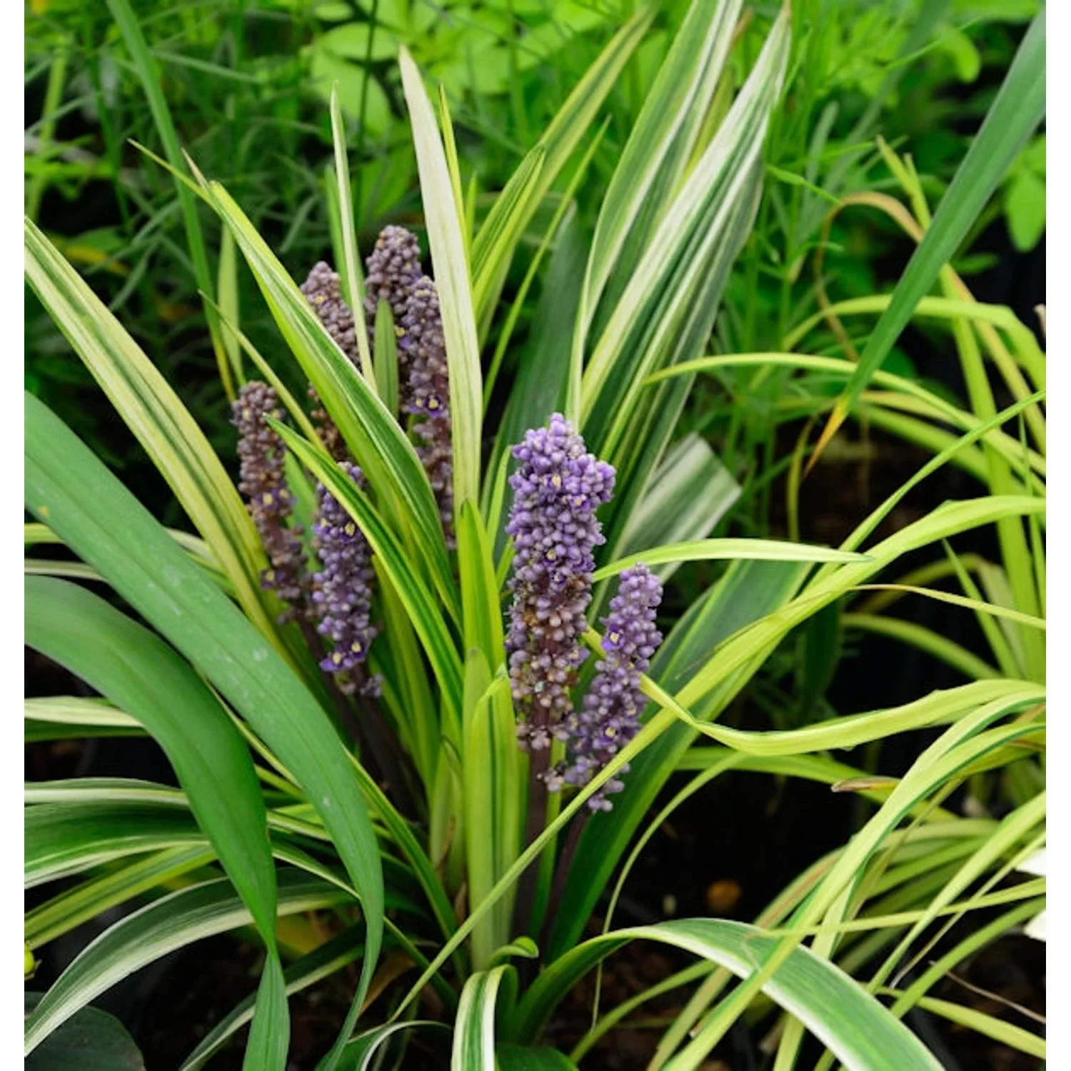 Lilientraube Gold Banded - Liriope muscaria günstig online kaufen