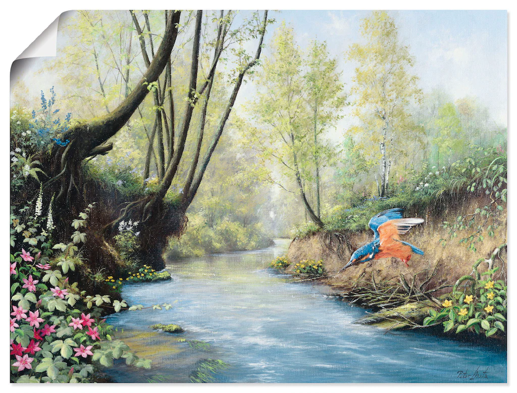 Artland Wandbild "Eisvogel III", Gewässer, (1 St.), als Leinwandbild, Poste günstig online kaufen