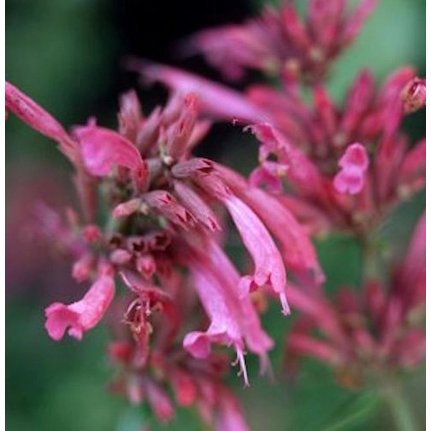 Mexikonessel Tangerine Dream - Agastache barberi günstig online kaufen