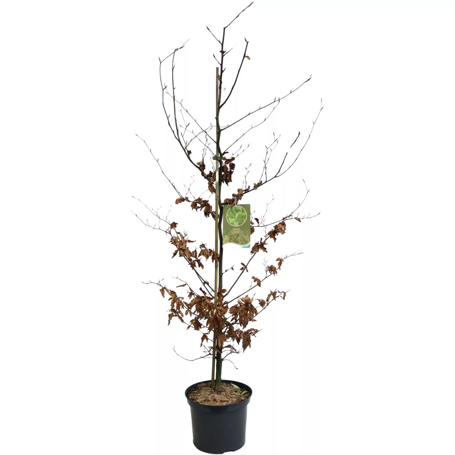 Rotbuche Grün Höhe ca. 100 - 125 cm Topf ca. 5 l Fagus sylvatica günstig online kaufen