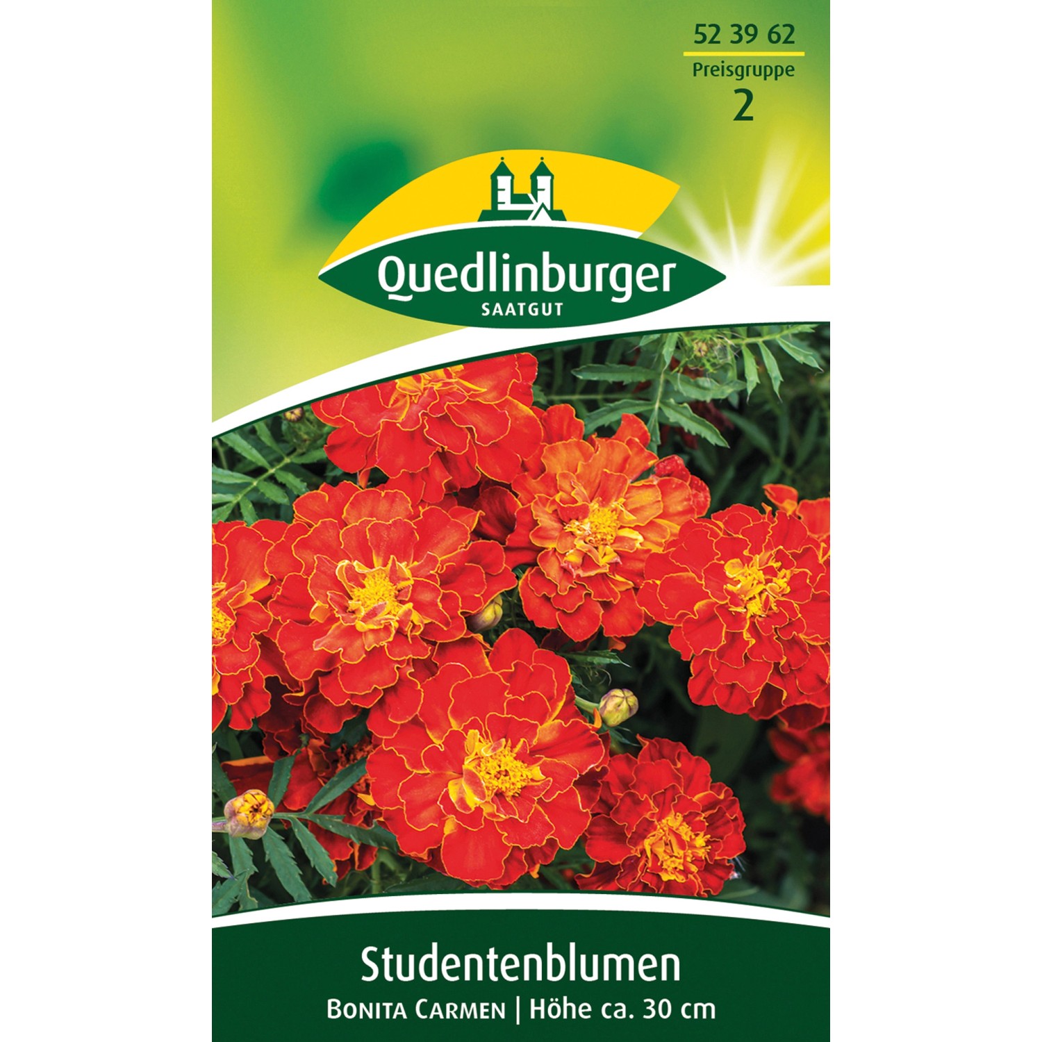 Quedlinburger Studentenblume ''Bonita Carmen'' günstig online kaufen