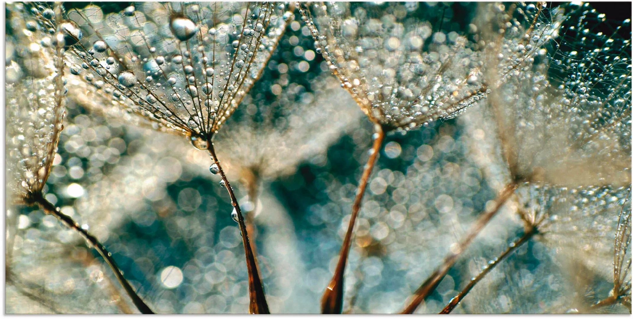 Artland Wandbild "Pusteblume Regenschauer", Blumen, (1 St.), als Alubild, O günstig online kaufen