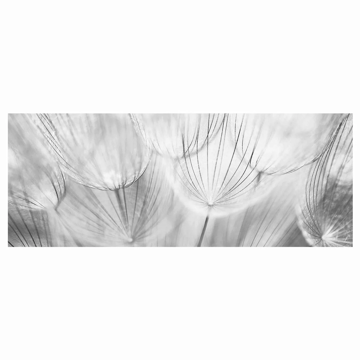 Glasbild Blumen - Panorama Pusteblumen Makroaufnahme in schwarz weiss günstig online kaufen