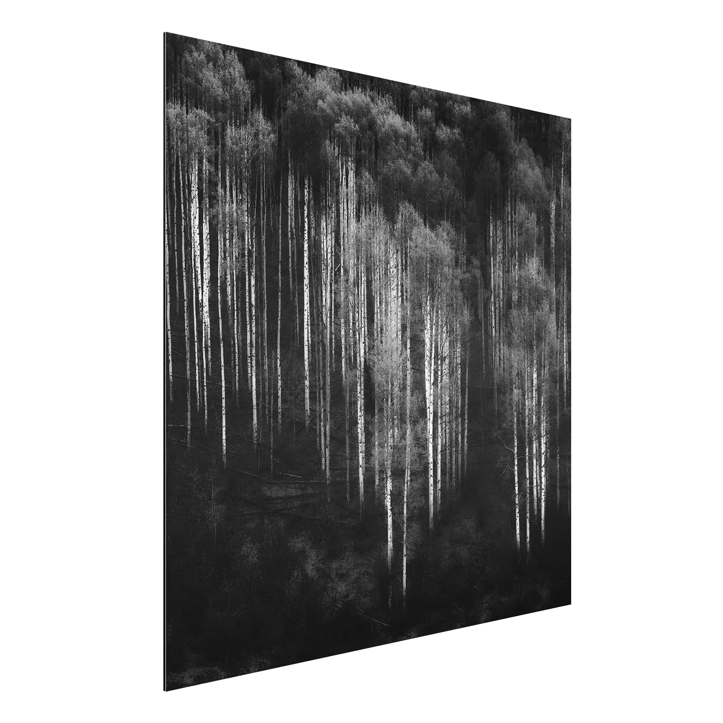 Alu-Dibond Bild Schwarz-Weiß - Quadrat Birkenwald in Aspen günstig online kaufen