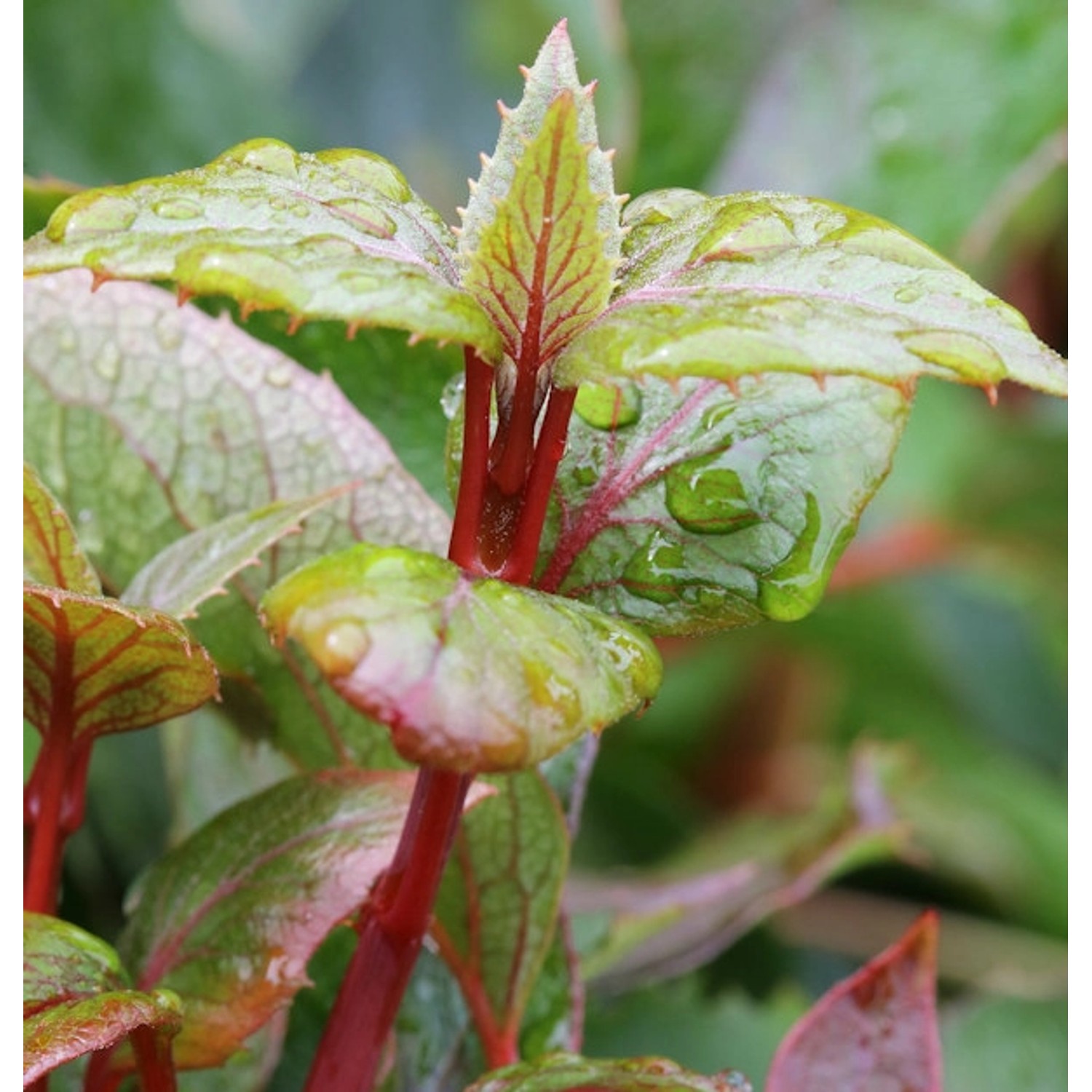 Spalthortensie Rose Sensation 80-100cm - Hydrangea schizophragma günstig online kaufen