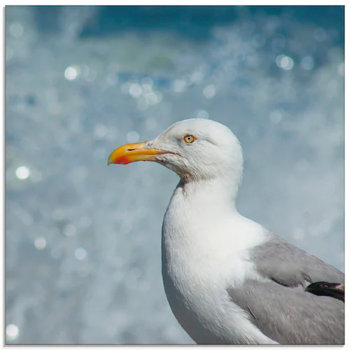 Artland Glasbild »Möwe an der Nordseeküste«, Vögel, (1 St.), in verschieden günstig online kaufen