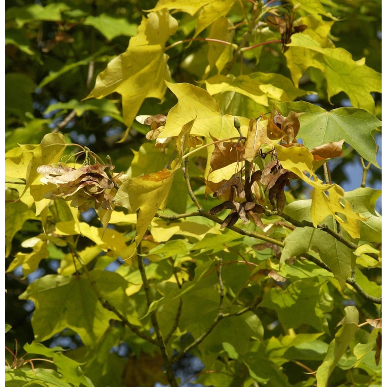 Kolchische Gold Ahorn 80-100cm - Acer cappadocicum Aureum günstig online kaufen