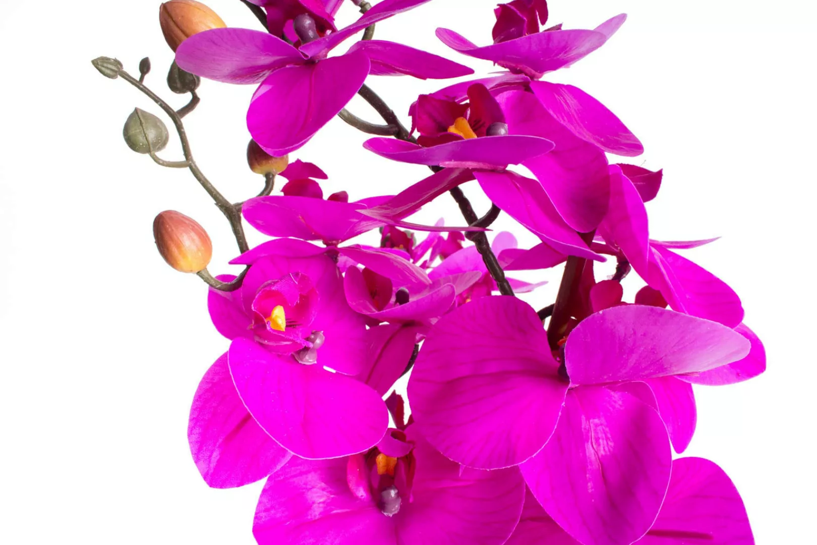 Botanic-Haus Kunstorchidee "Orchidee Bora" günstig online kaufen