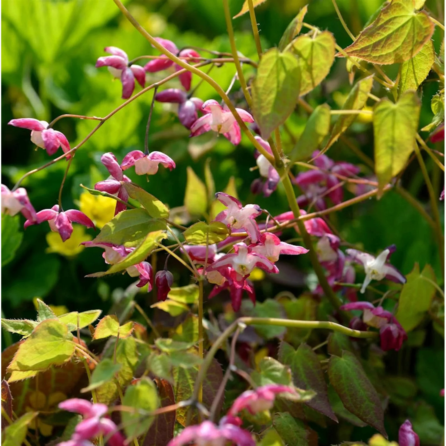 Elfenblume Coccineum - Epimedium rubrum günstig online kaufen