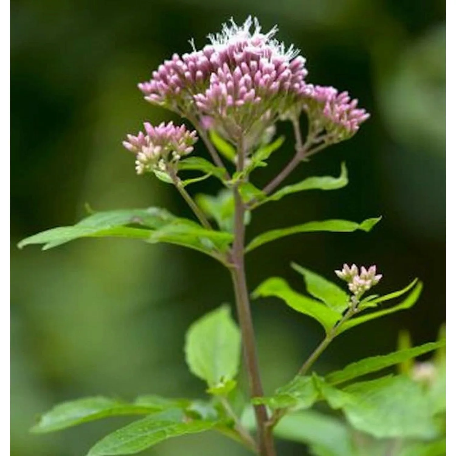 Rosa Wasserdost - Eupatorium cannabinum günstig online kaufen