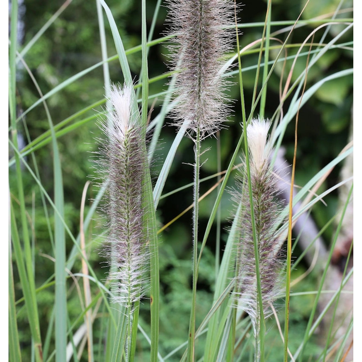 Lampenputzergras Herbstfreude - großer Topf - Pennisetum alopecuroides günstig online kaufen