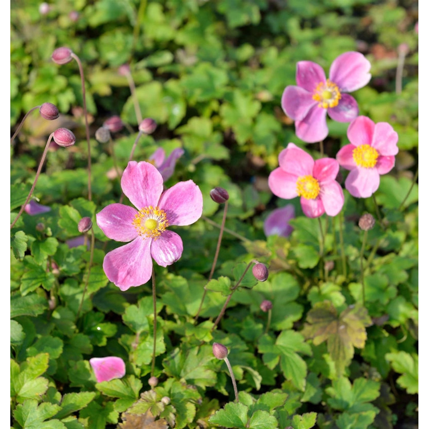 Japanische Herbstanemone Hadspen Abundance - Anemone hupehensis günstig online kaufen