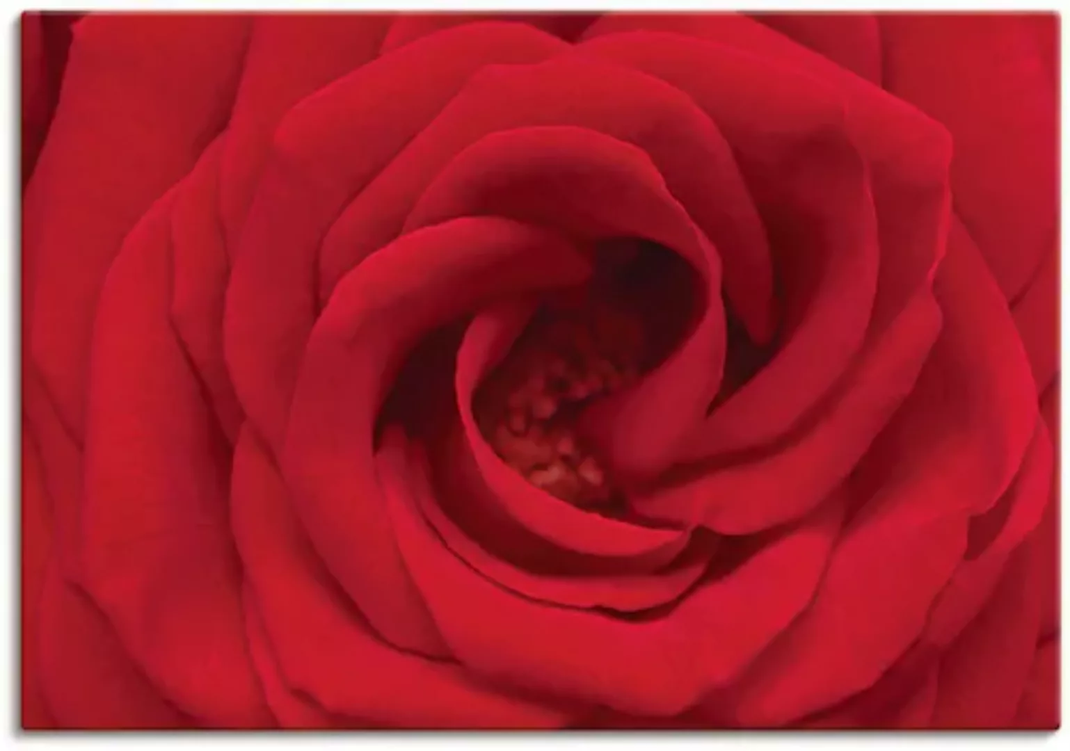 Artland Wandbild »Rote Rose«, Blumen, (1 St.), als Alubild, Outdoorbild, Le günstig online kaufen