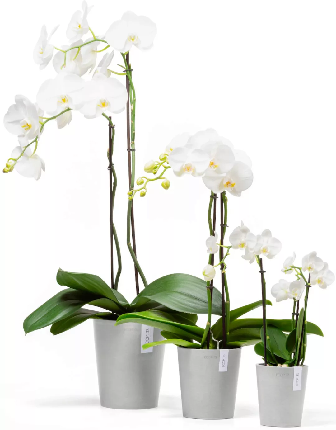 ECOPOTS Blumentopf "Morinda Orchidee 17 Weißgrau", für den Innenbereich günstig online kaufen