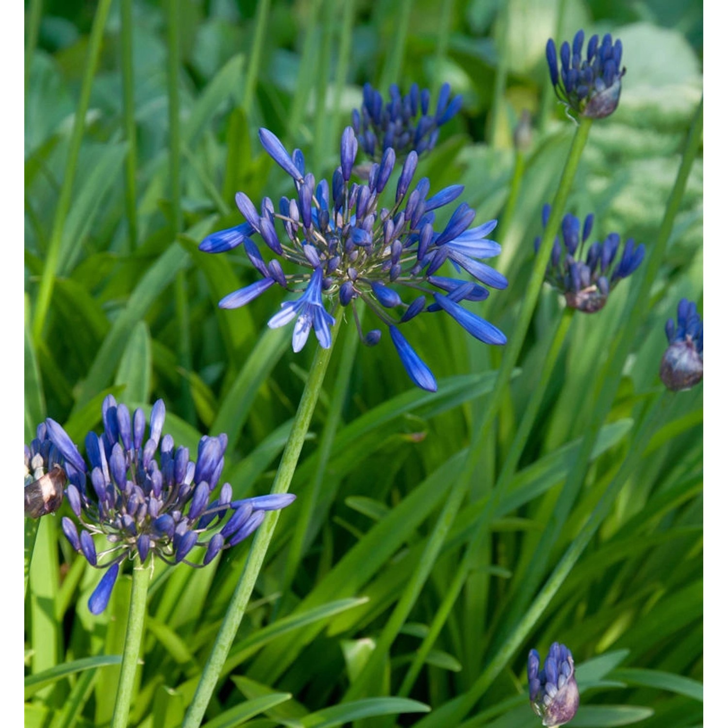 Liebesblume Schmucklilie Black Buddha - Agapanthus africanus günstig online kaufen