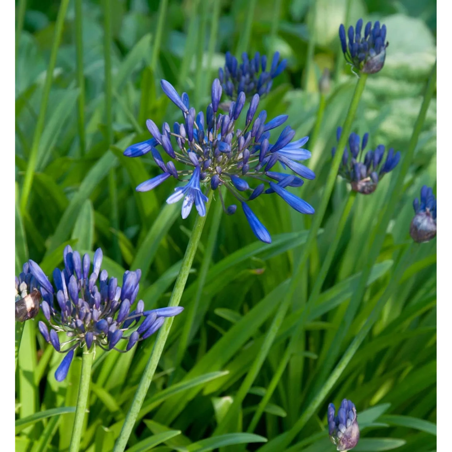 Liebesblume Schmucklilie Black Buddha - Agapanthus africanus günstig online kaufen