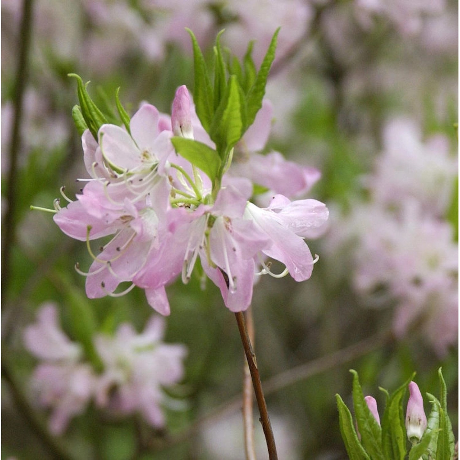 Wildform Rhododendron vaseyi 40-50cm günstig online kaufen