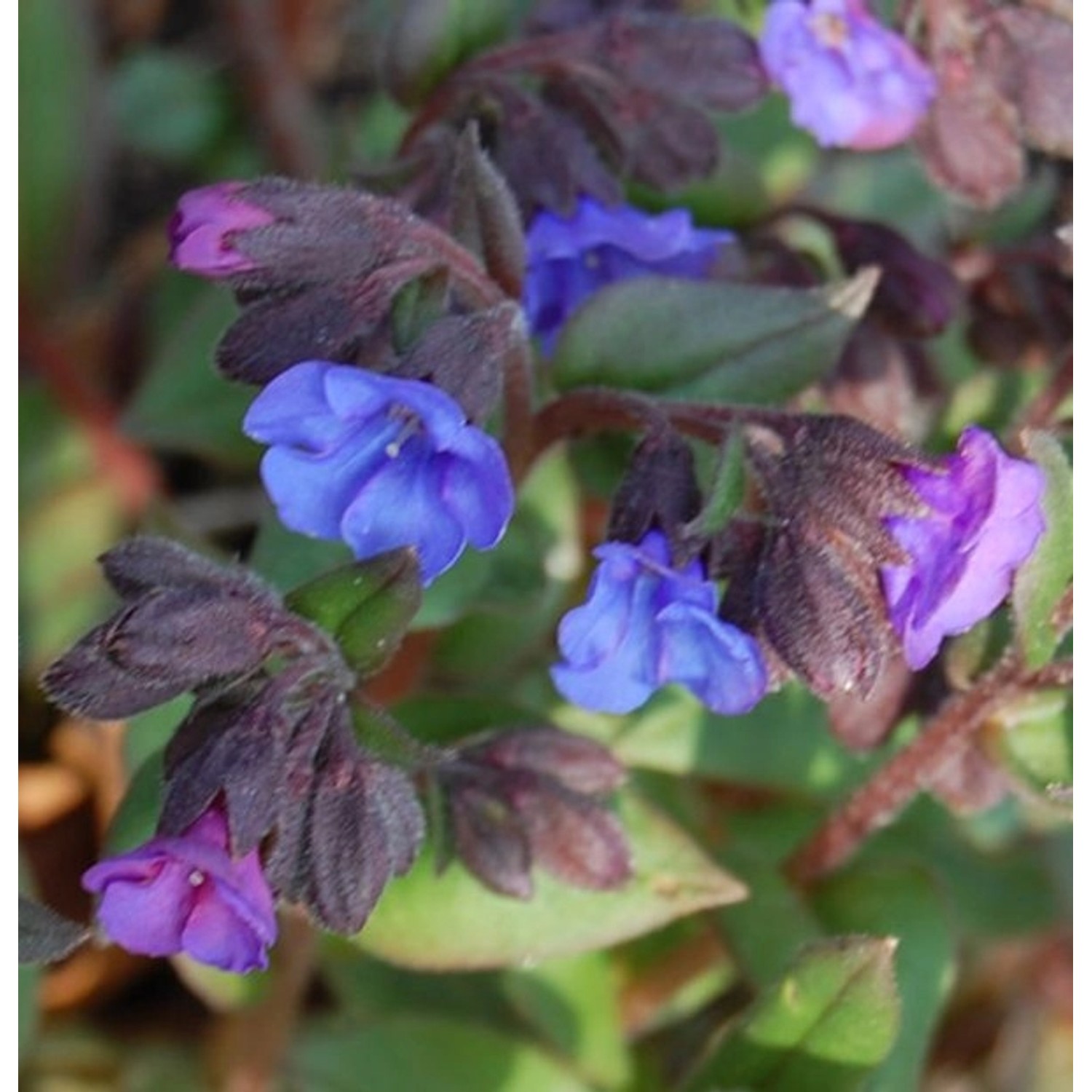 Schmalblättriges Lungenkraut Blue Ensign - Pulmonaria angustifolia günstig online kaufen