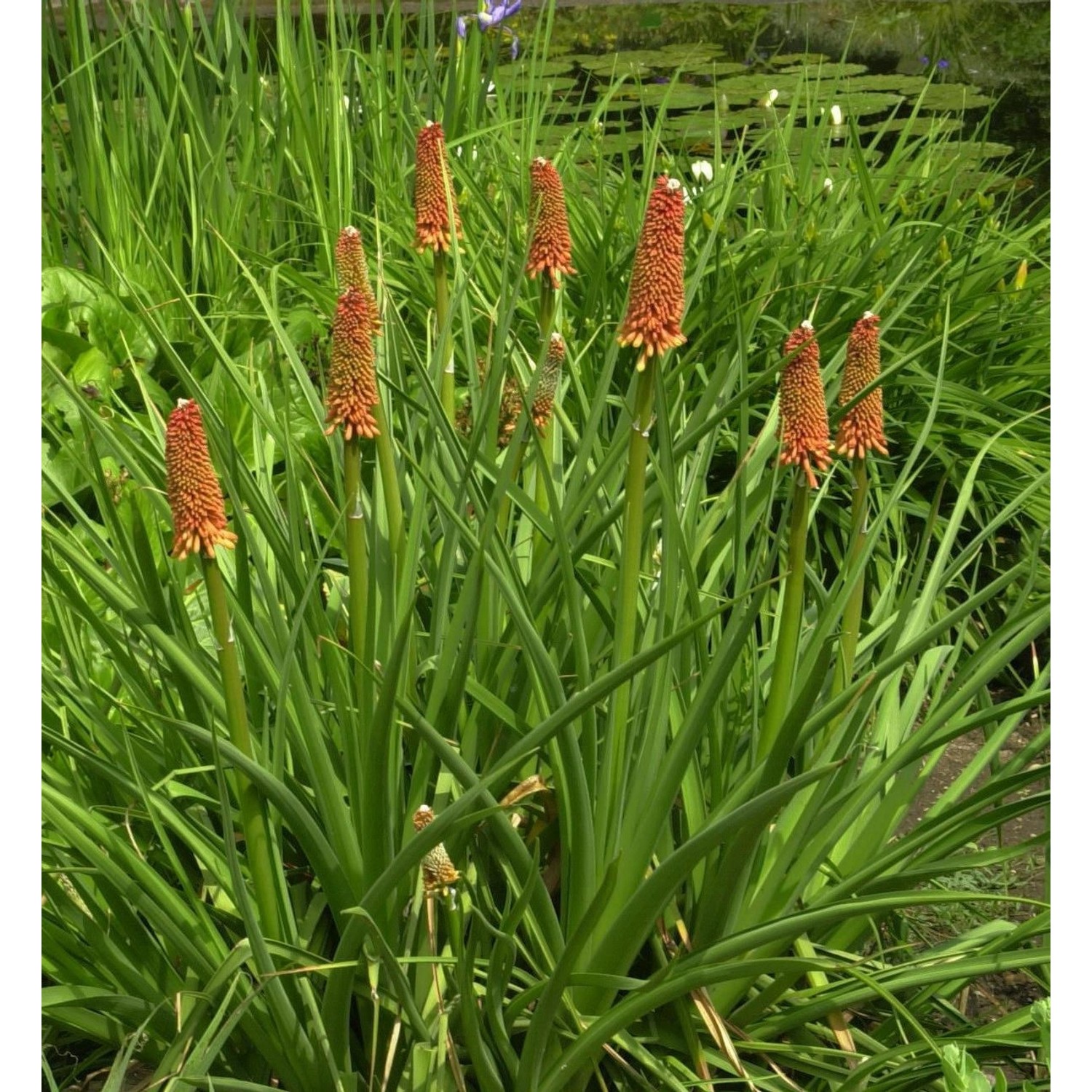 Grasartige Fackellilie St Gallen - Kniphofia galpinii günstig online kaufen