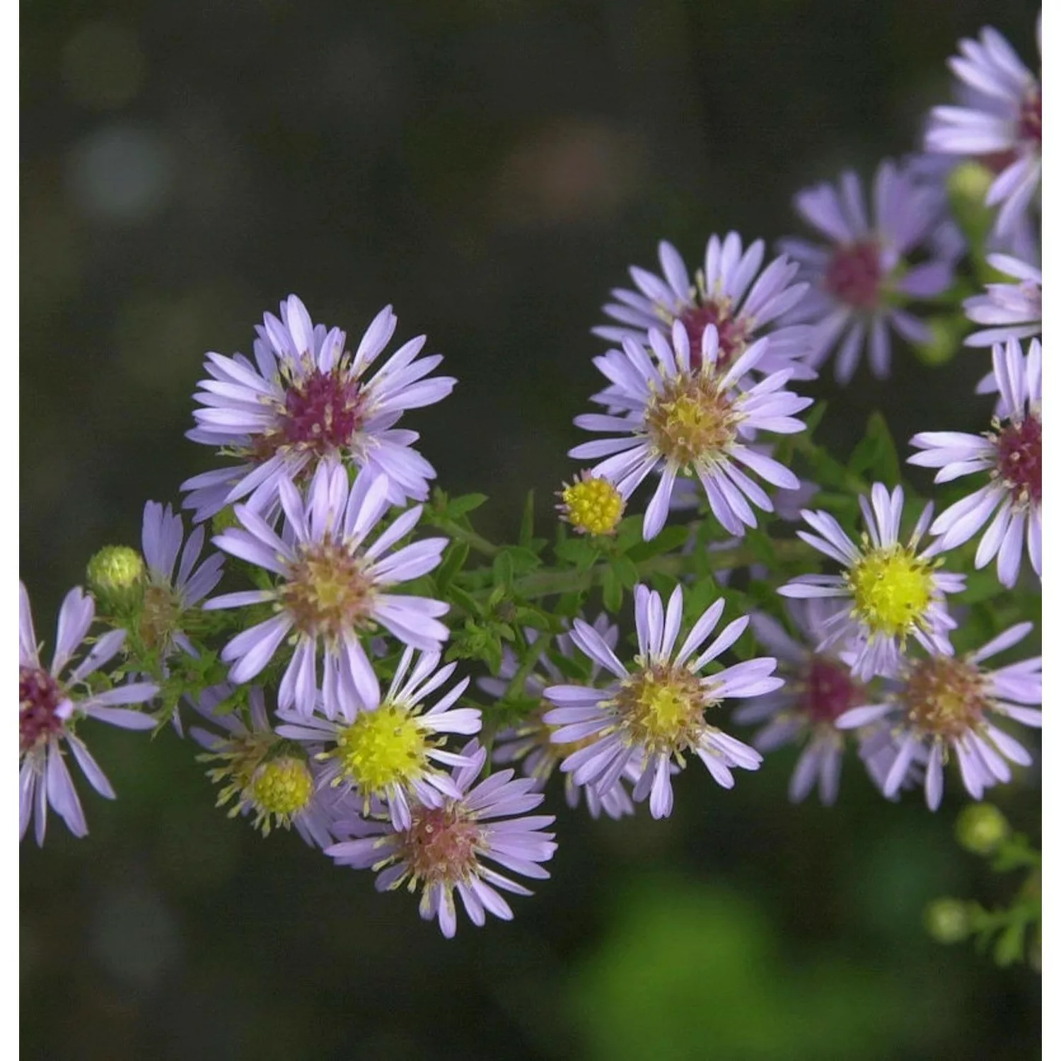 Tataren-Aster Jindai - Aster tataricus günstig online kaufen