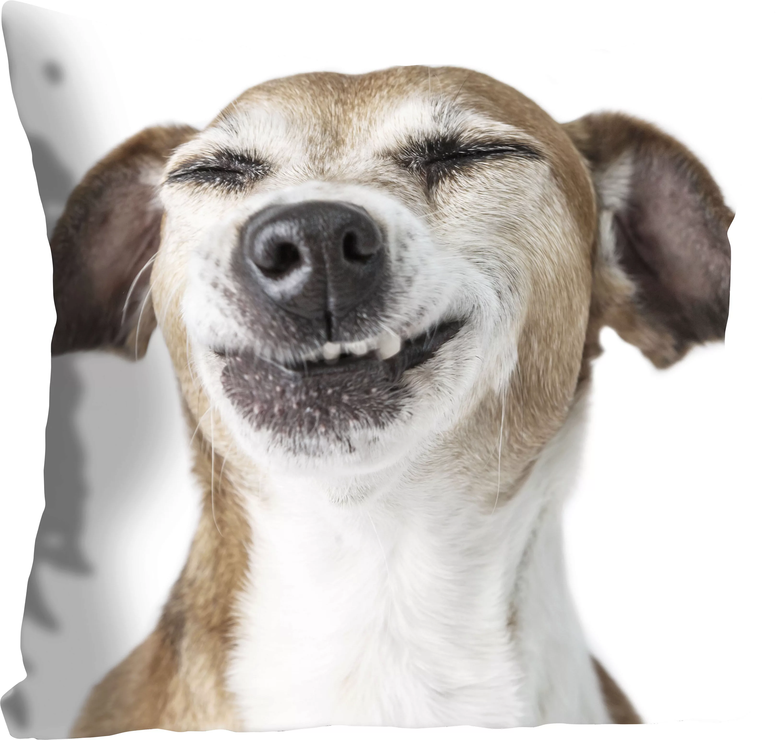 queence Dekokissen »Franka«, mit einem grinsenden Hund, Kissenhülle ohne Fü günstig online kaufen