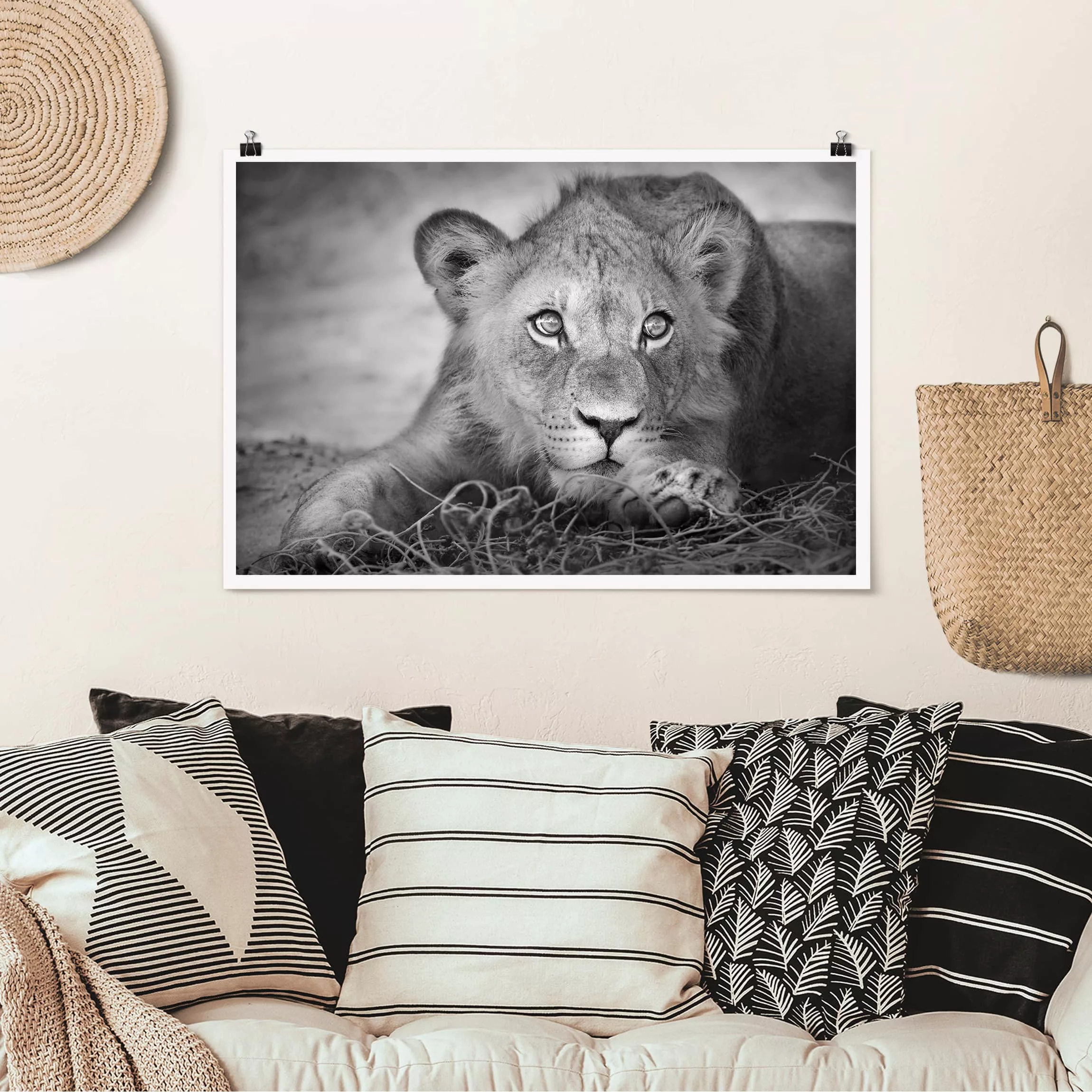 Poster Tiere - Querformat Lurking Lionbaby günstig online kaufen