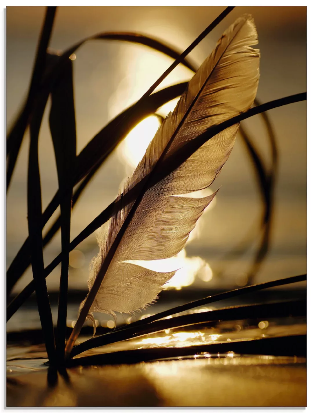 Artland Glasbild "Feder im Abendlicht", Gräser, (1 St.), in verschiedenen G günstig online kaufen