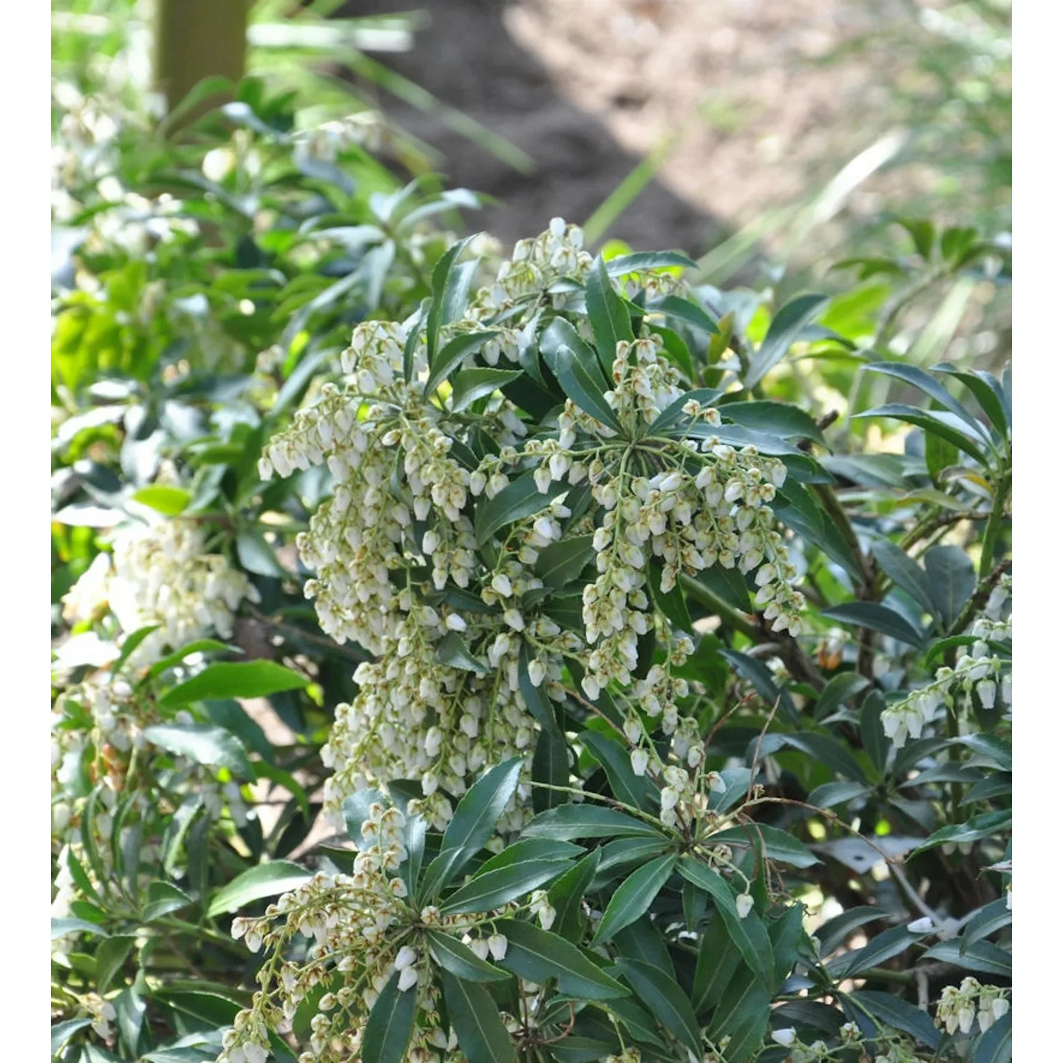 Japanische Lavendelheide Little Amely 25-30cm - Pieris japonica günstig online kaufen