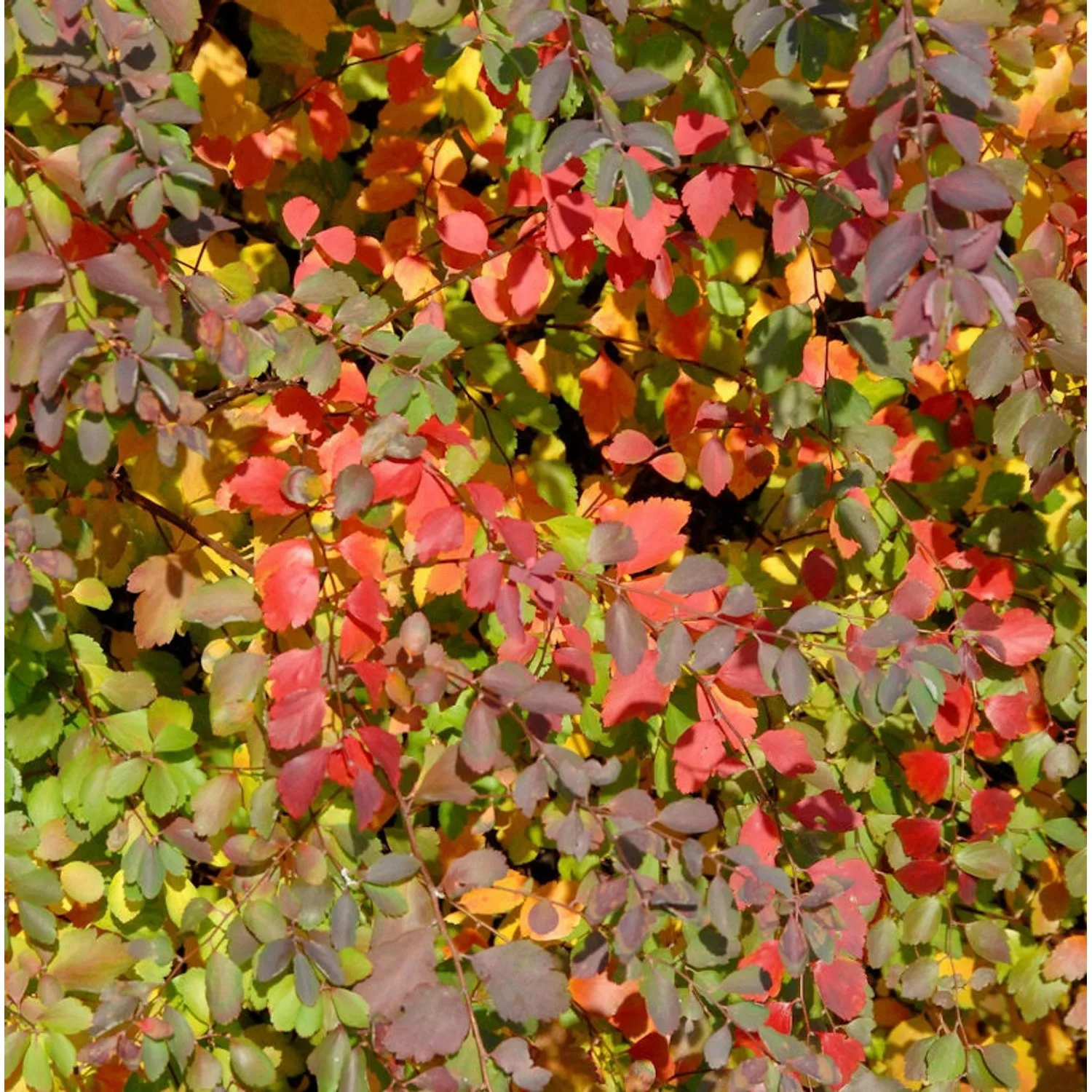 Strauch Prachtspiere 40-60cm - Spiraea vanhouttii günstig online kaufen